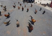 Proposed chicken cull is on hold avian flu