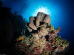 2025 Year in Review: The seas around us
