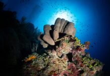 2025 Year in Review: The seas around us