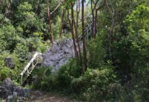 Public backs plan for Cayman’s first-ever national park Hemmington