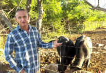 From pasture to pot, the enduring tradition that feeds Cayman at Christmas