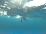 Government to clarify speargun licensing after Cabinet discussion speargun fishing