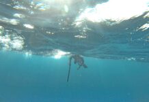 Government to clarify speargun licensing after Cabinet discussion speargun fishing