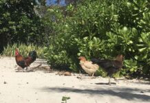 Bird flu strain in Cayman said to be highly contagious bird
