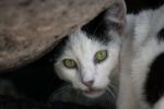 Cayman conservationists respond to cat cull controversy cat
