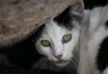 Cayman conservationists respond to cat cull controversy cat