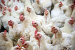 Avian flu in Cayman: The risk to pets and other animals