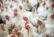 Avian flu in Cayman: The risk to pets and other animals
