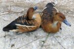 Cayman bird flu traced to migratory birds, officials say migratory birds