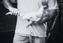 Cayman farmers in need of support in the face of avian flu farmers