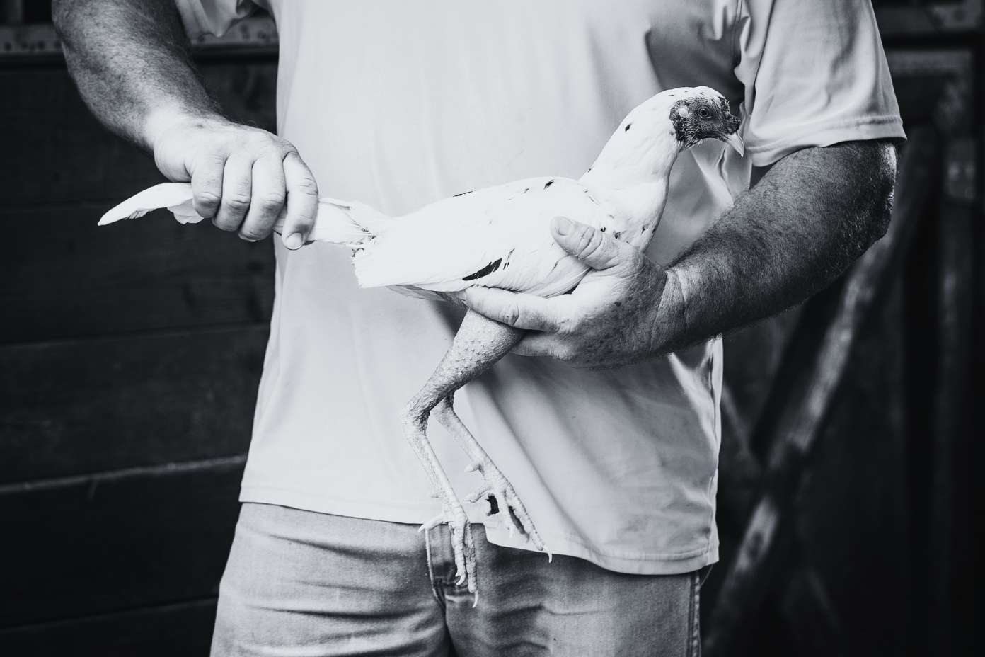 Comment on Cayman farmers in need of support in the face of avian flu by emeraldsea2000-carib@yahoo.com