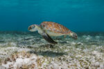 How Cayman helped bring green sea turtles back from brink Cayman green sea turtle