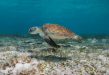 How Cayman helped bring green sea turtles back from brink Cayman green sea turtle