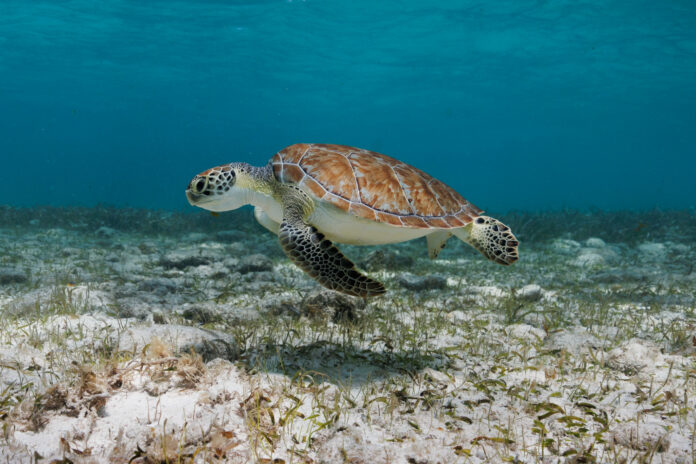 Cayman green sea turtle