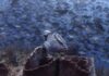 Modern technology helps protect Nassau grouper ‘maternity wards’