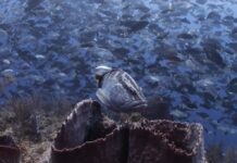 Modern technology helps protect Nassau grouper ‘maternity wards’
