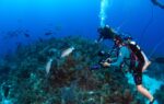 Students to get front-seat row for Nassau grouper spawning