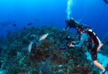 Students to get front-seat row for Nassau grouper spawning
