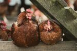 Cayman’s bird flu outbreak contained, but surveillance continues flu
