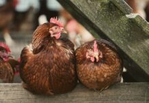 Cayman’s bird flu outbreak contained, but surveillance continues flu