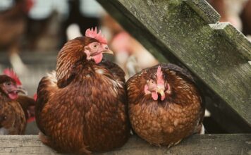 Cayman’s bird flu outbreak contained, but surveillance continues flu