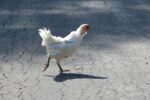 Government to proceed with feral chicken cull feral chicken