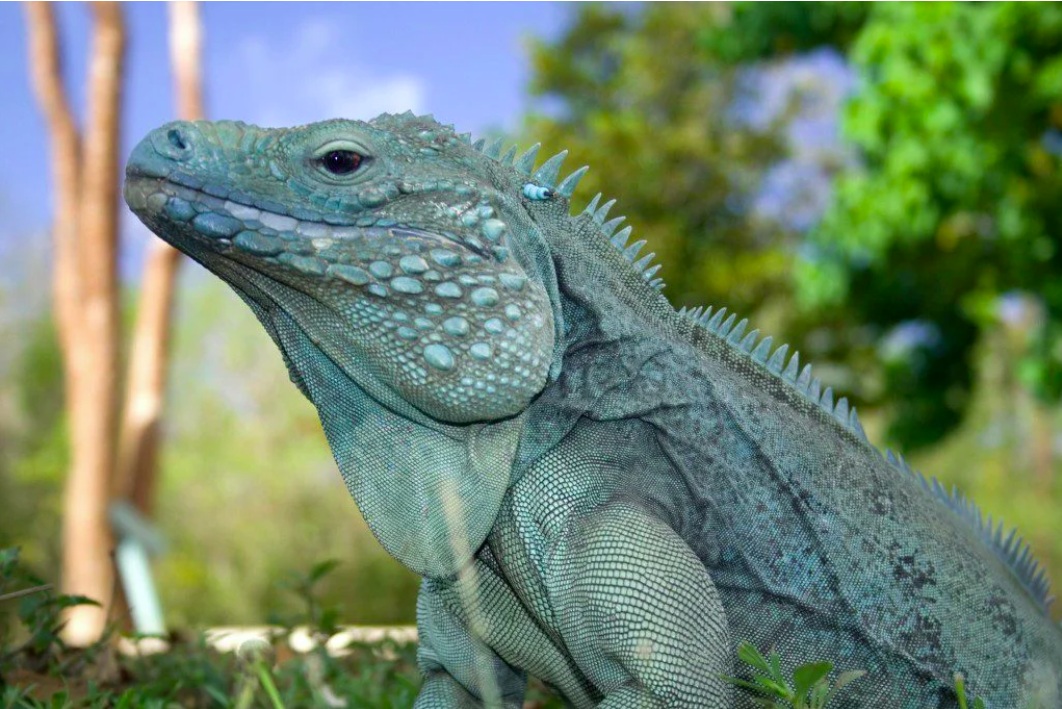 blue iguana