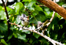 ‘Shazam for birds’ used to pinpoint the beauty of Cayman’s birdsong northern mockingbirds singing