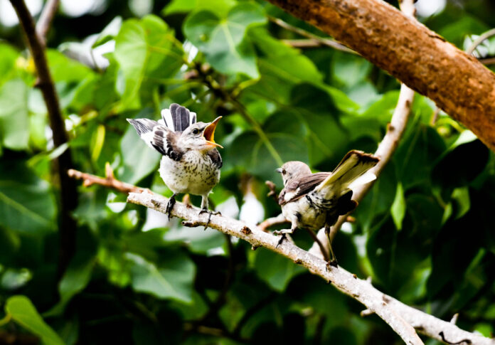 northern mockingbirds singing