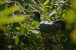 Cayman birdwatchers join the flock in global initiative