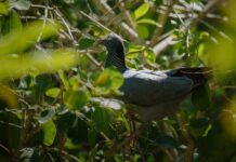 Cayman birdwatchers join the flock in global initiative