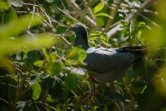 Crown Pigeon