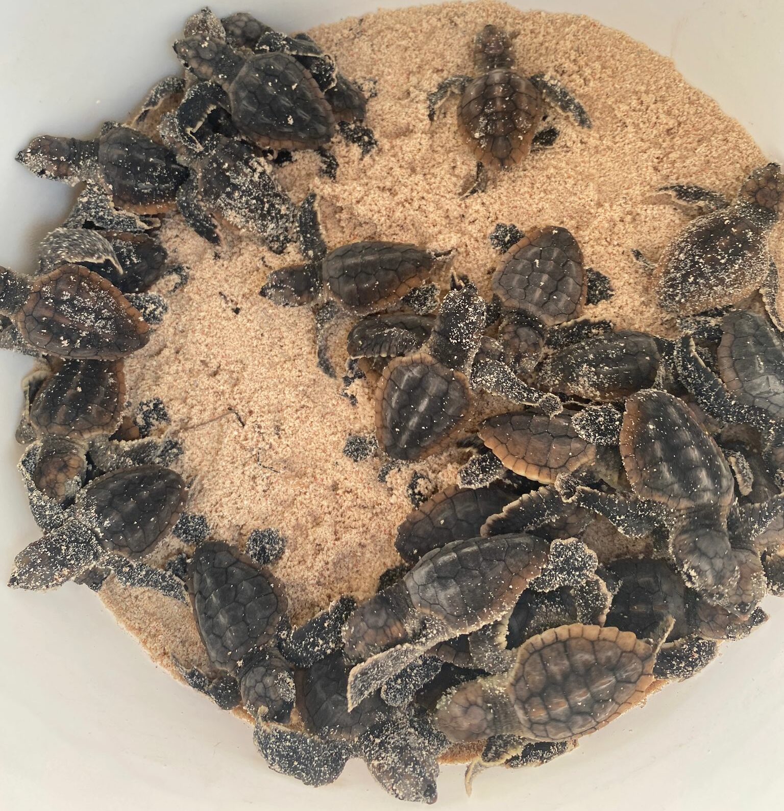 Loggerhead turtles