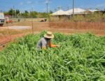 ‘High rise’ grasses could transform Cayman’s beef production