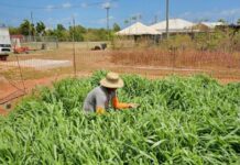 ‘High rise’ grasses could transform Cayman’s beef production