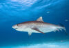 Shark bites photographer off Little Cayman