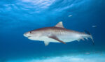 Shark bites photographer off Little Cayman