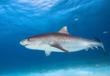 Shark bites photographer off Little Cayman