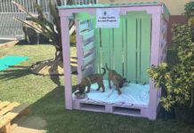 Pallets for pups: Recycled doghouses tackle neglect in Cayman pallets