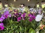 Orchid fans turn up early for Botanic Park’s annual Orchid Show & Sale 2026 Orchid Show & Sale