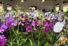 Orchid fans turn up early for Botanic Park’s annual Orchid Show & Sale 2026 Orchid Show & Sale