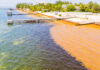 Government exploring proactive strategies to tackle sargassum