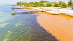 Government exploring proactive strategies to tackle sargassum