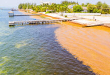 Government exploring proactive strategies to tackle sargassum