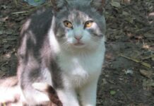 Cat cull can continue as legal challenge unfolds cat