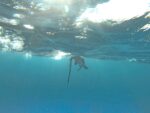 Conservation Council votes to approve more speargun fishing licences
