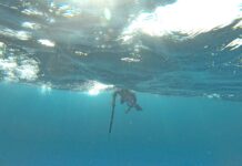 Conservation Council votes to approve more speargun fishing licences