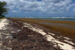 Scientists anticipate record-breaking sargassum year for 2026 sargassum
