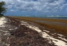 Scientists anticipate record-breaking sargassum year for 2026 sargassum