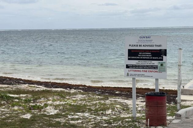 sargassum